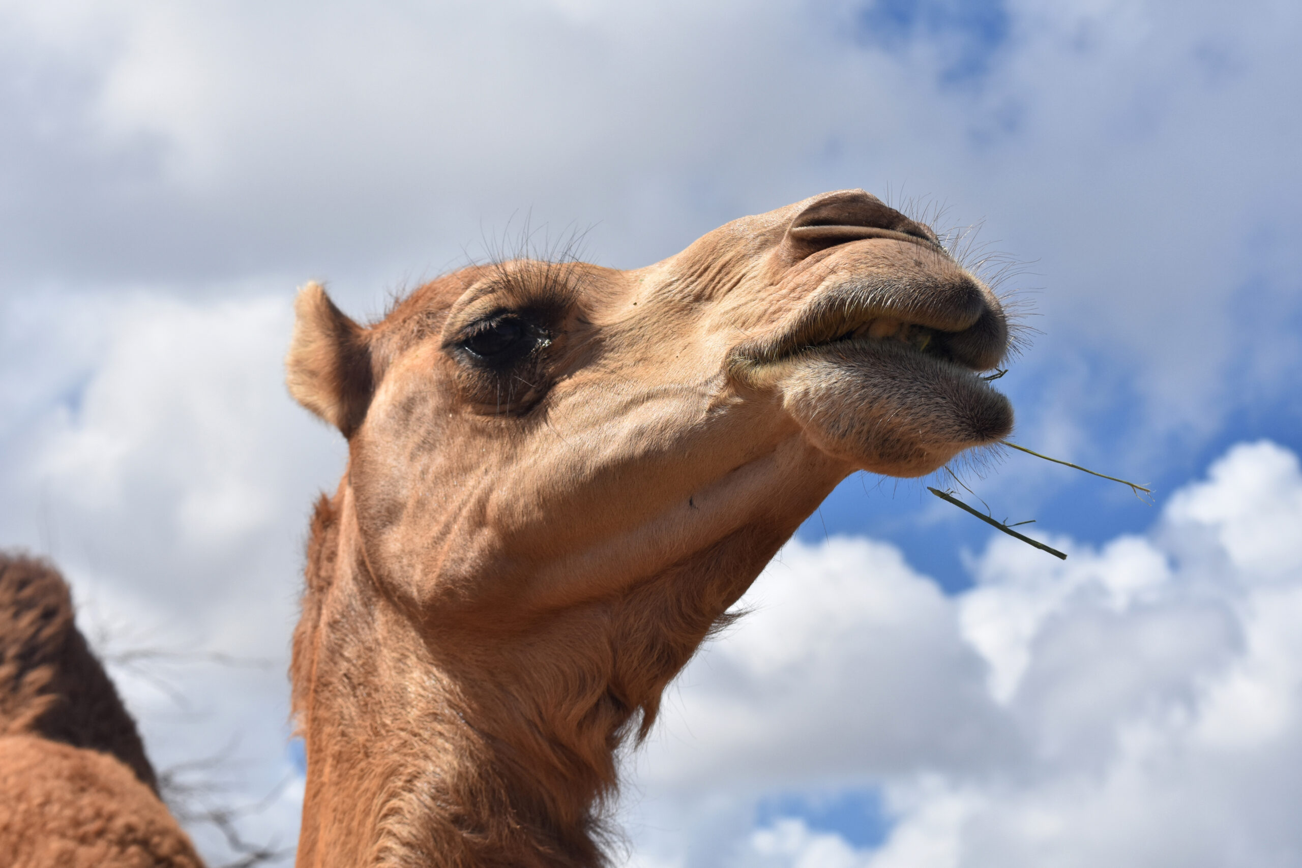 https://www.freepik.com/free-photo/great-close-up-camel-chewing-with-food-poking-out-its-mouth_20636176.htm#fromView=search&page=1&position=3&uuid=67789492-9724-497d-bc12-7cc9baf5d8d0&query=camel