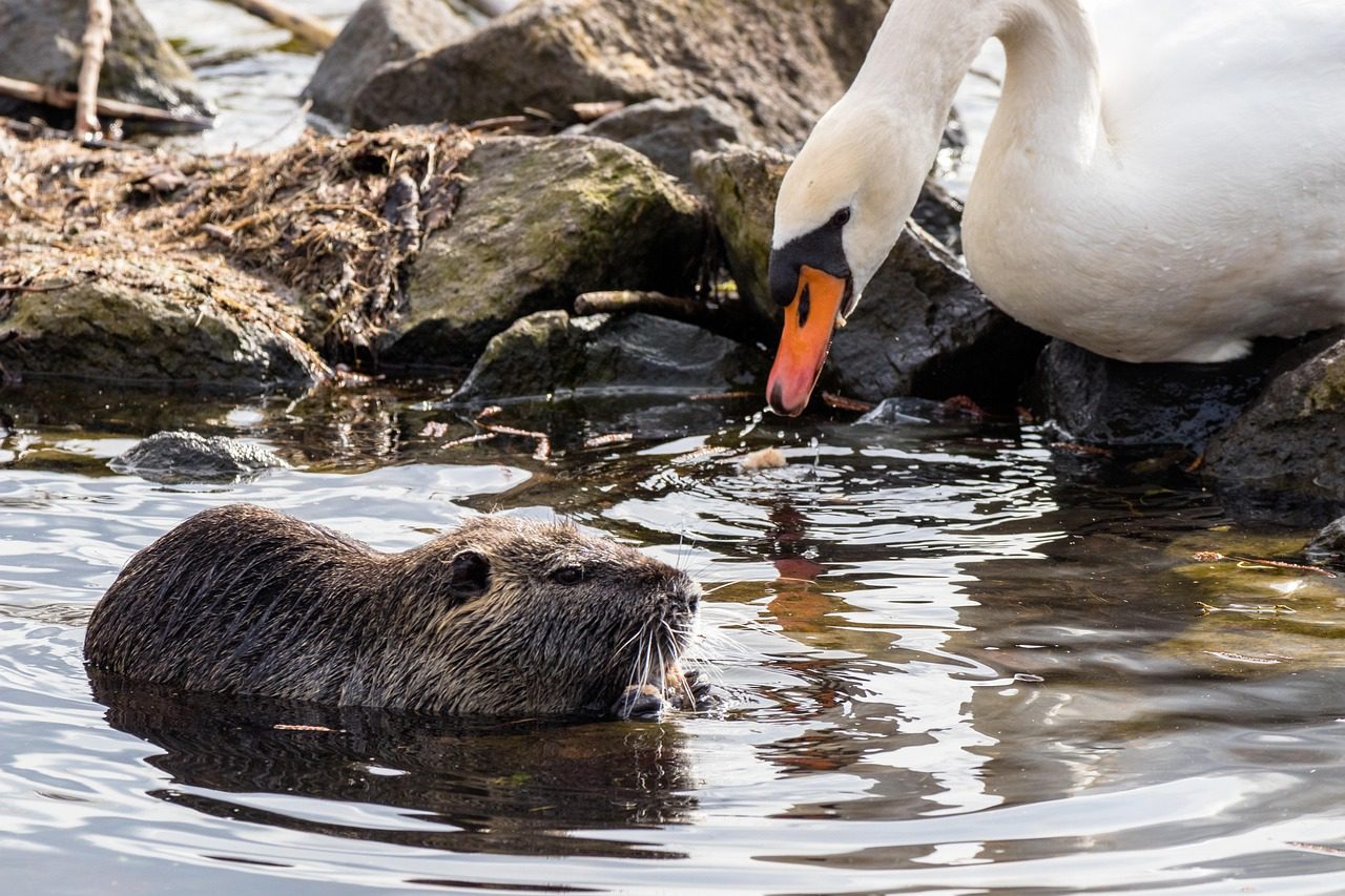 nutria hattyú víz