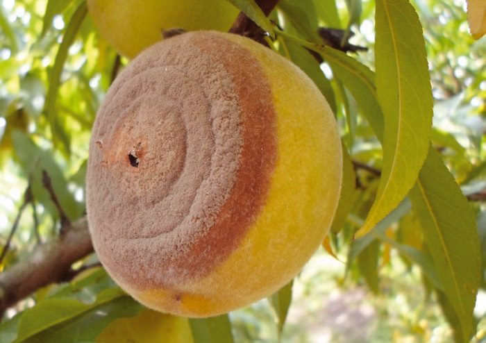 Őszibarack moníliás betegsége