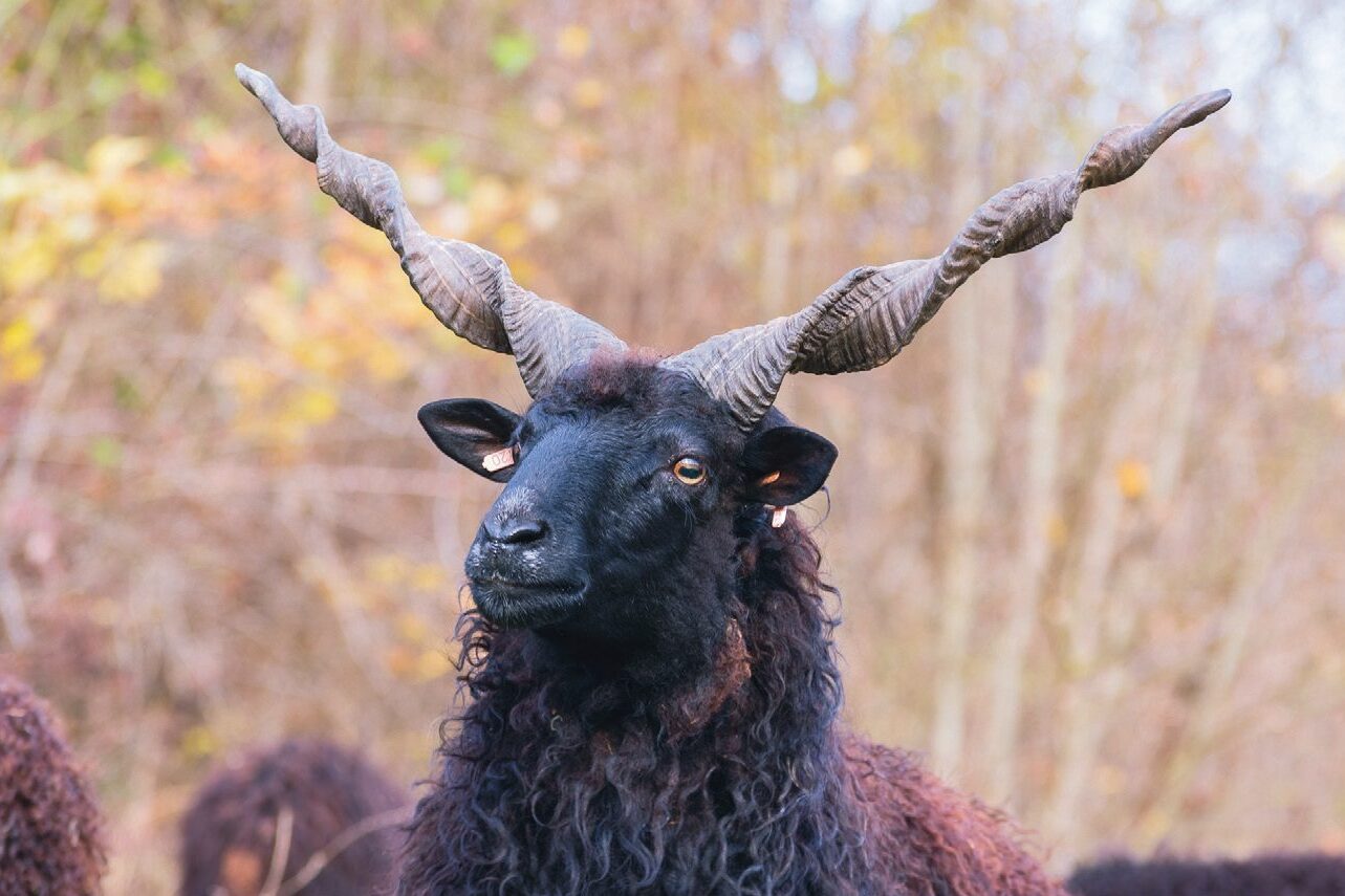 racka