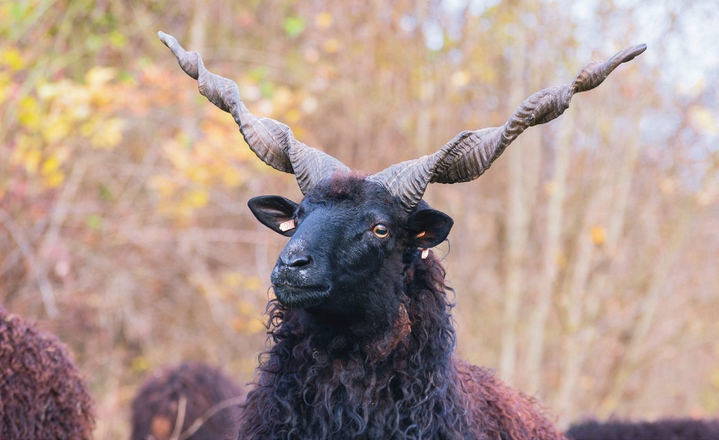 racka