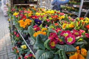 primula virágbolt nőnap