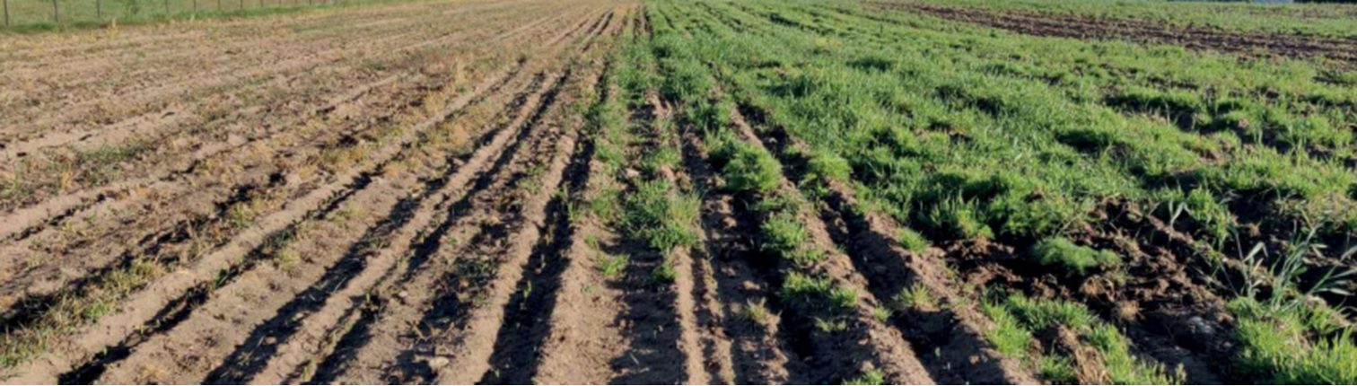 Preposzt technológia (Halvetic® 3 l/ha) csökkentett talajművelés alkalmazásával, 3 héttel a kezelés után (Fotó: Qemetica Agricultural Solutions Poland)