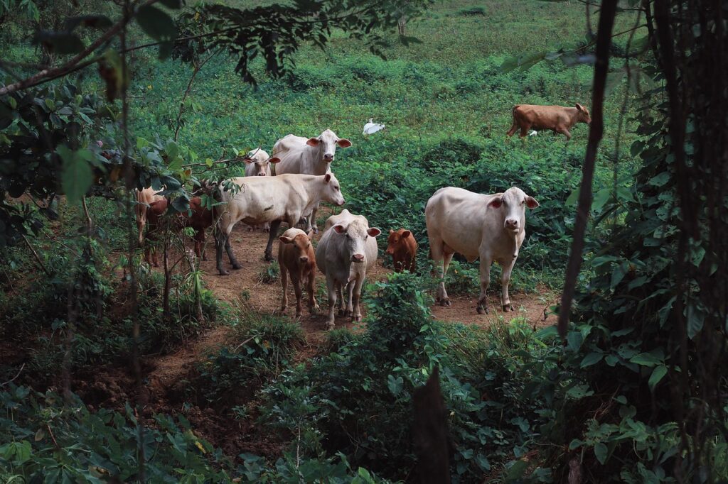 https://pixabay.com/photos/animal-cows-livestock-mammal-calve-3536058/