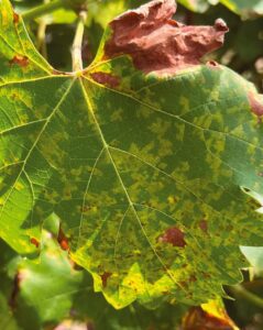 A gépi tanulás megbízhatóan jelezheti előre a szőlőperonoszpóra súlyos fertőzését