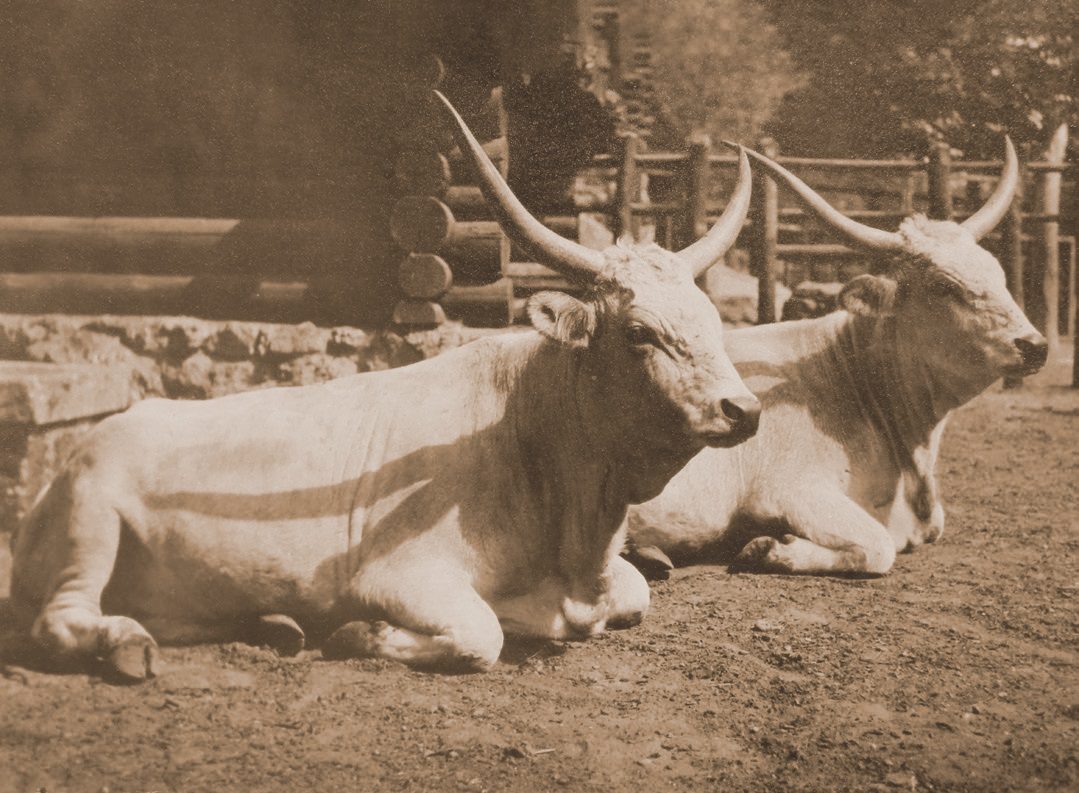 szürkemarha