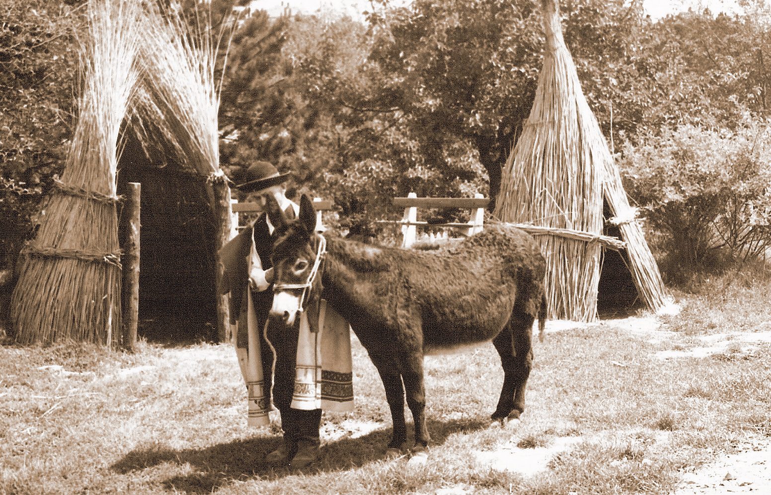 Juh szárnyék nádból kontyos kunyhó Veszprém Zoo