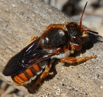 Rhodanthidium sticticum méh beporzó
