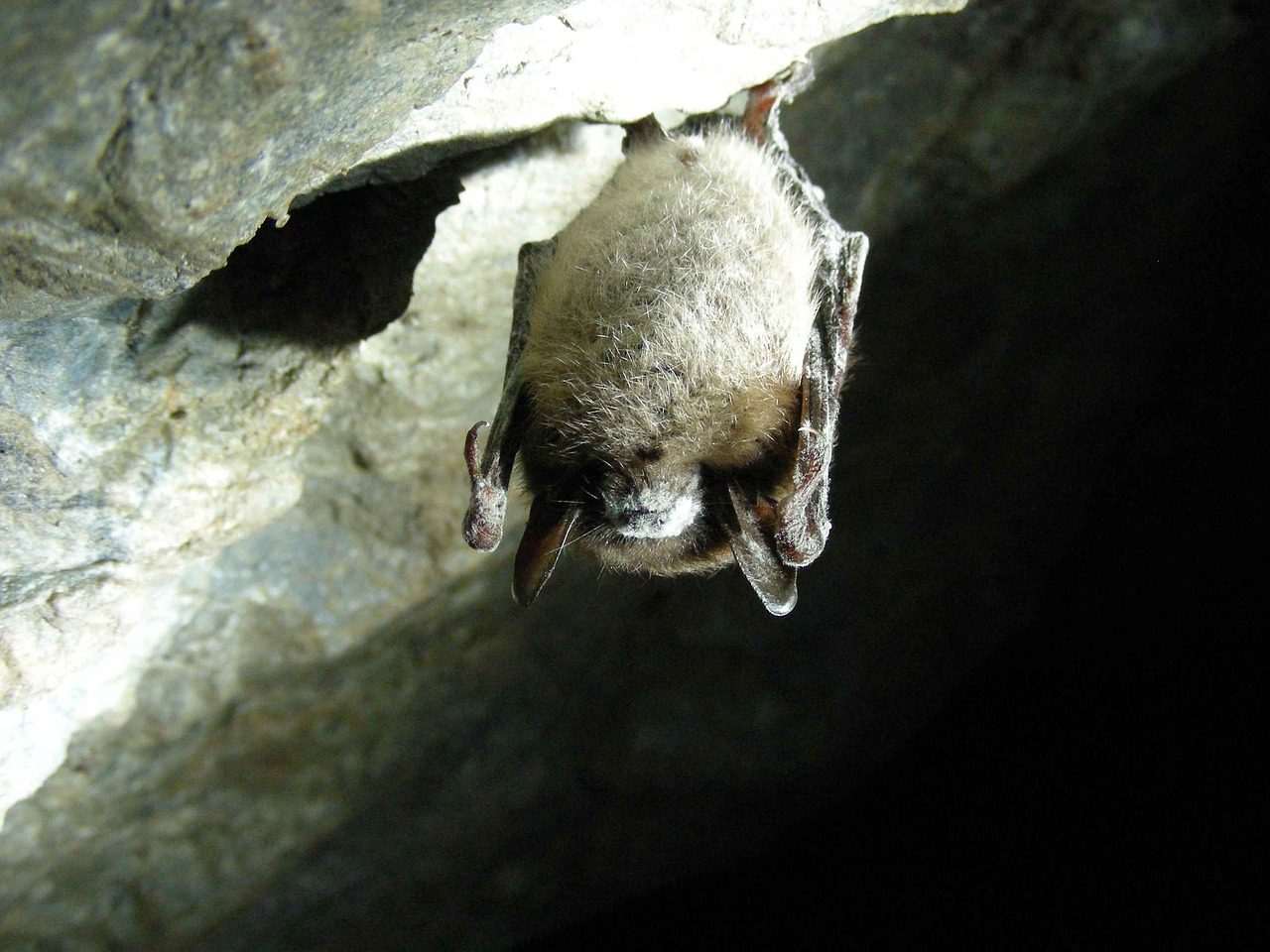 Myotis lucifugus fehérorr-szindróma