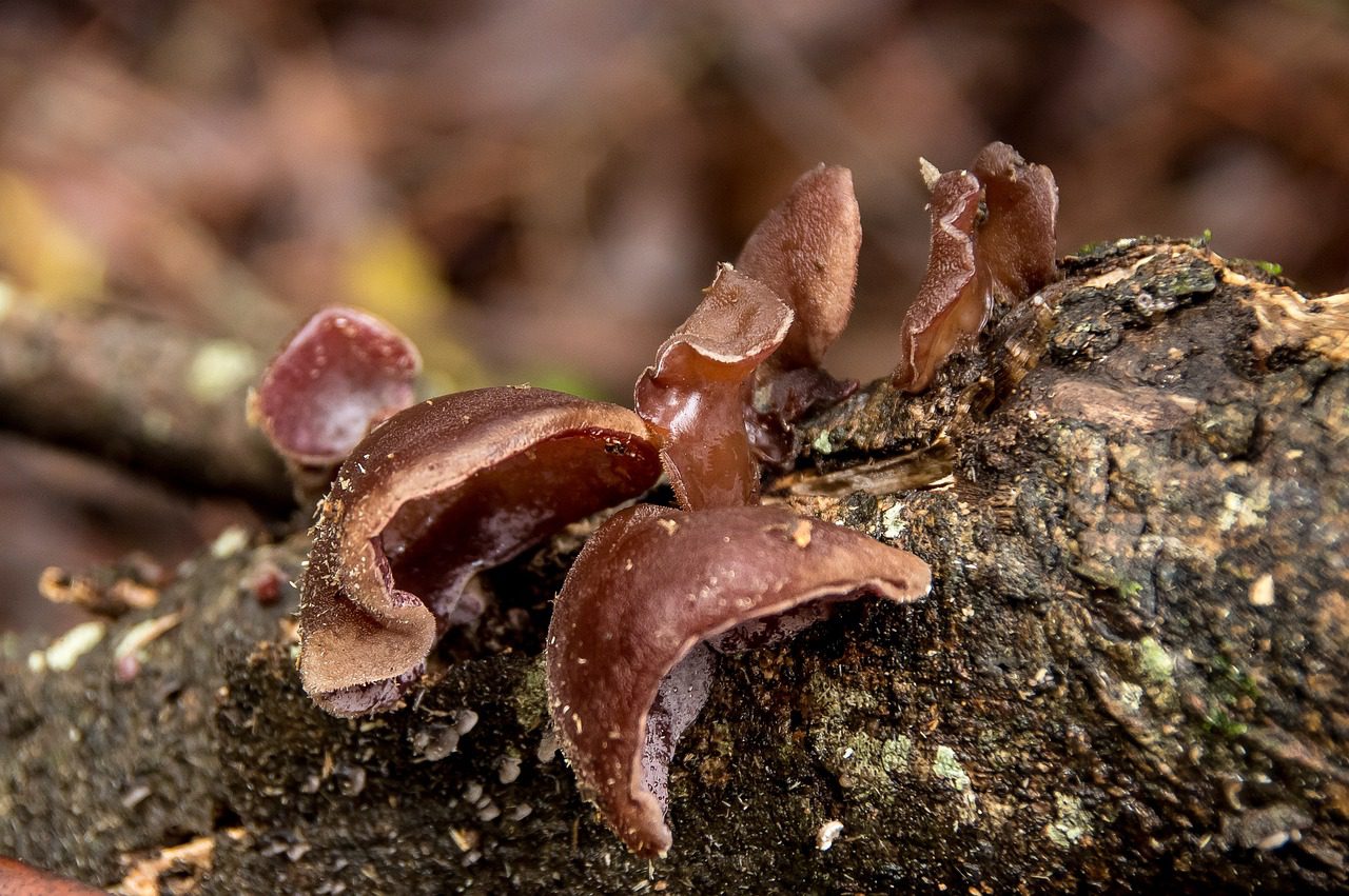 gomba lebontó esőerdő ökoszisztéma biodiverzitás ausztrália
