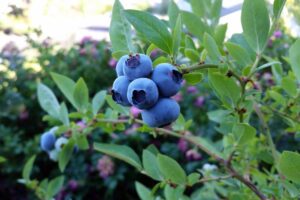 áfonya egészség szem látás