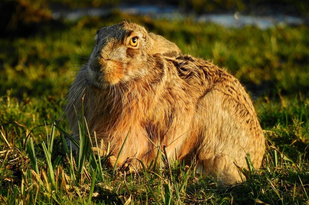 mezei nyúl apróvad vadászat vadgazdálkodás
