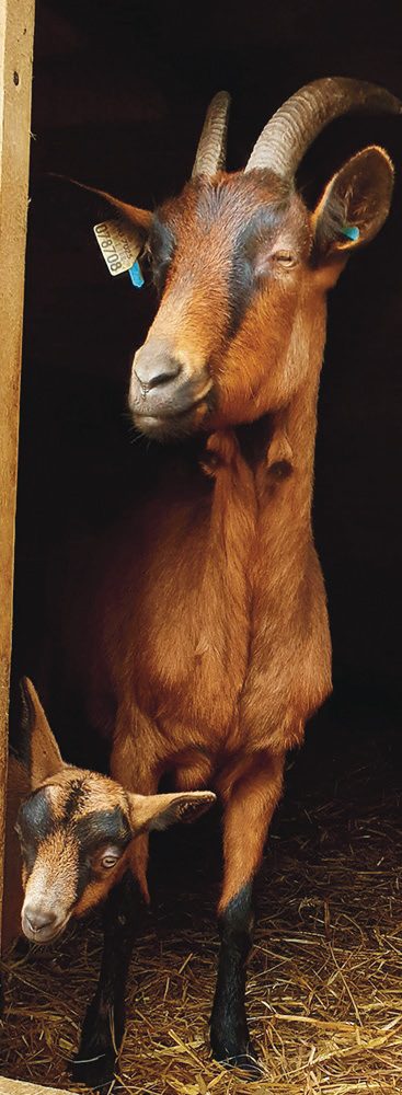 kecske kecskefarm tejtermelés sajt
