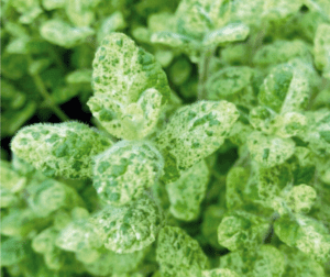 almaillatú menta