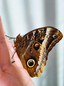 Denevérlepke