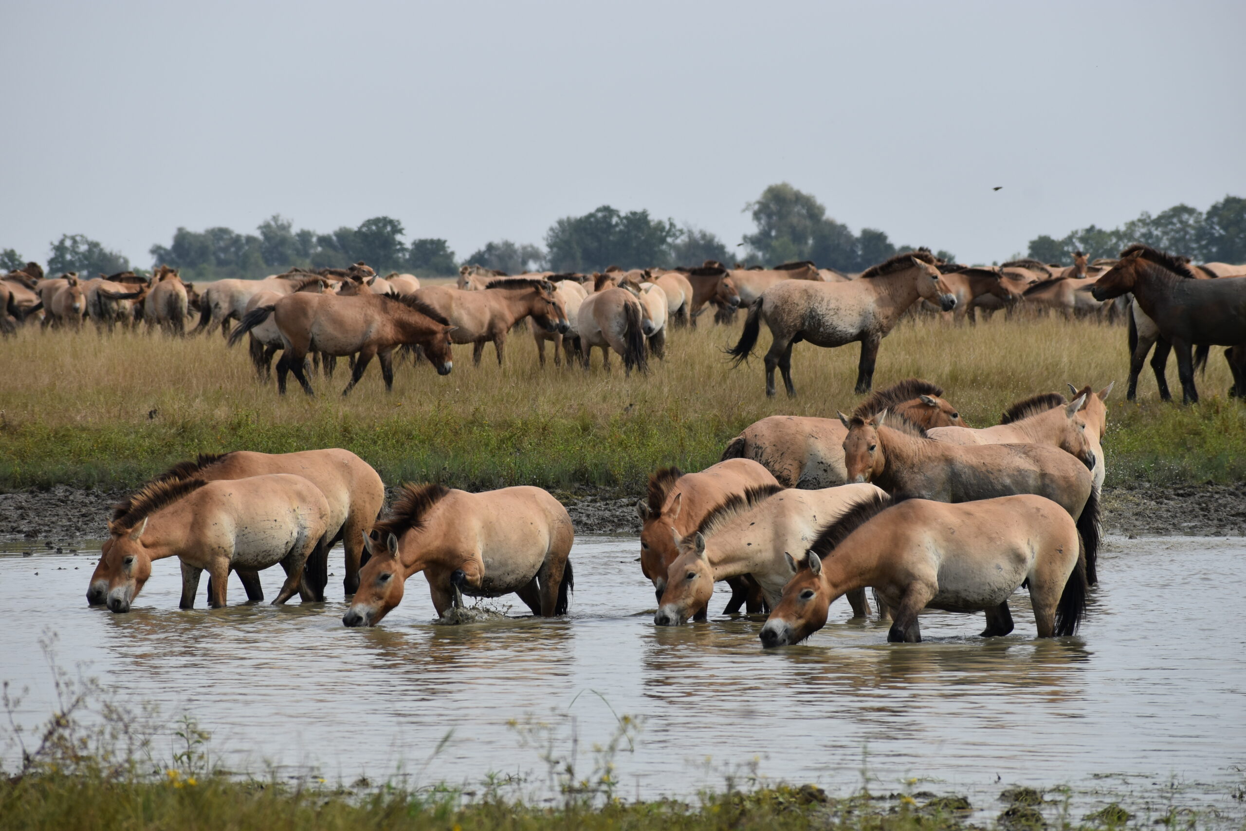 Przewalski-ló