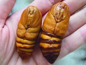 Madagaszkári holdasszövő lepke bábok