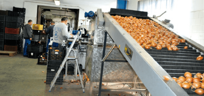 Holland hagymát válogatnak és csomagolnak az üzemben