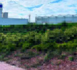 rendezett cserjék üvegházzal a háttérben