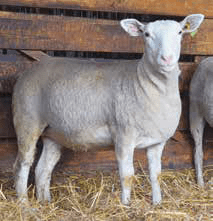 Romane (INRA 401)