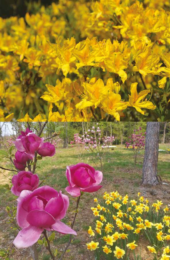 jeli arborétum