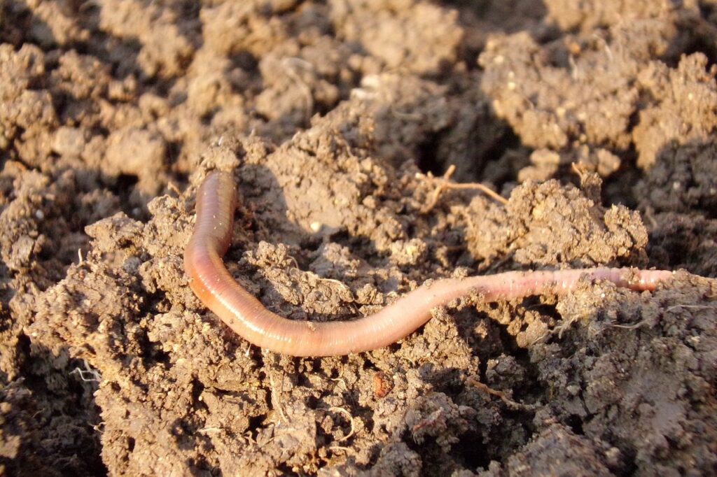 megmunkált talajon földigiliszta