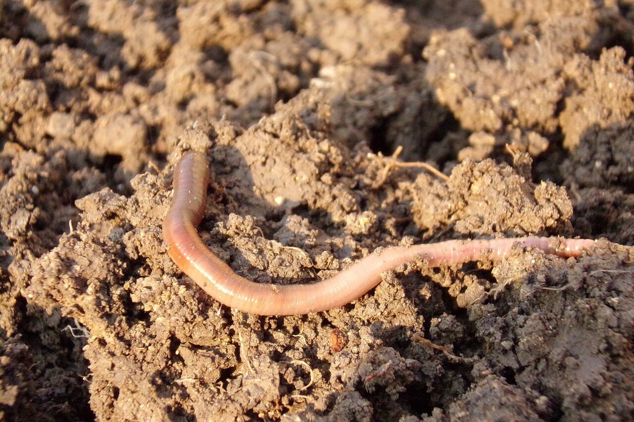 megmunkált talajon földigiliszta