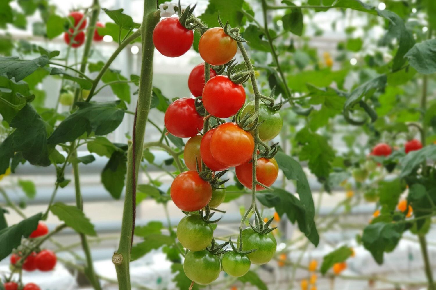 Látványos az összefogás ereje: hazai TÉSZ-bemutatók