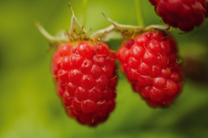 A málna rendszeres védelmet igényel