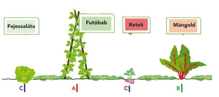 A vegyes kultúrás társítás növényi szerkezete, az A, C, B és C sorok kijelölésének terve