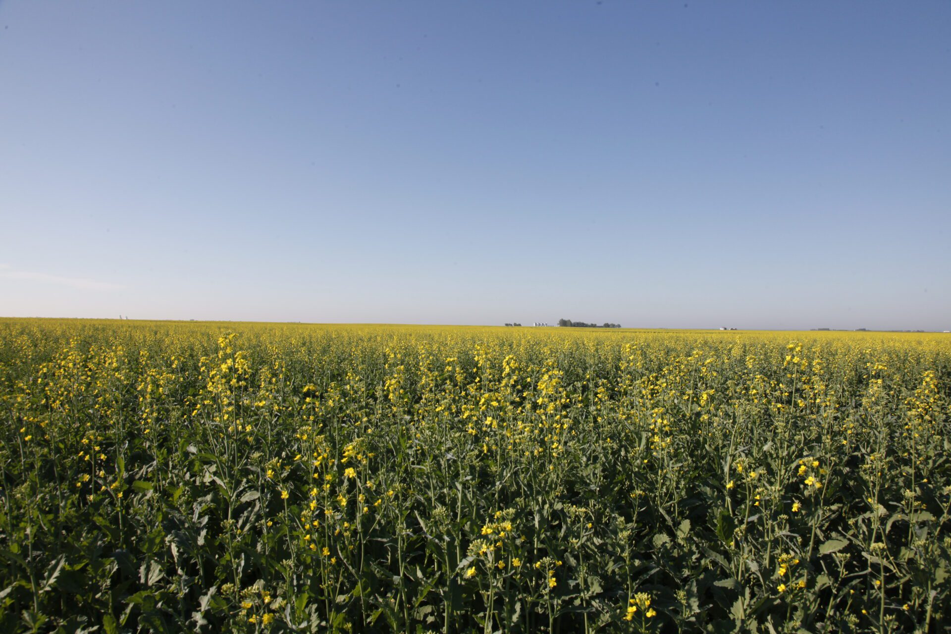 Corteva_Agriscience_LaDiva_herbicide_Oilseed_Rape_2025-1920x1280