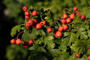 A galagonya hatóanyagai kedvező hatással vannak a szívre