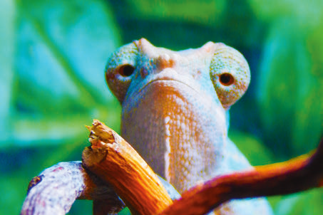 Három hónapos hím ambilobe párduckaméleon