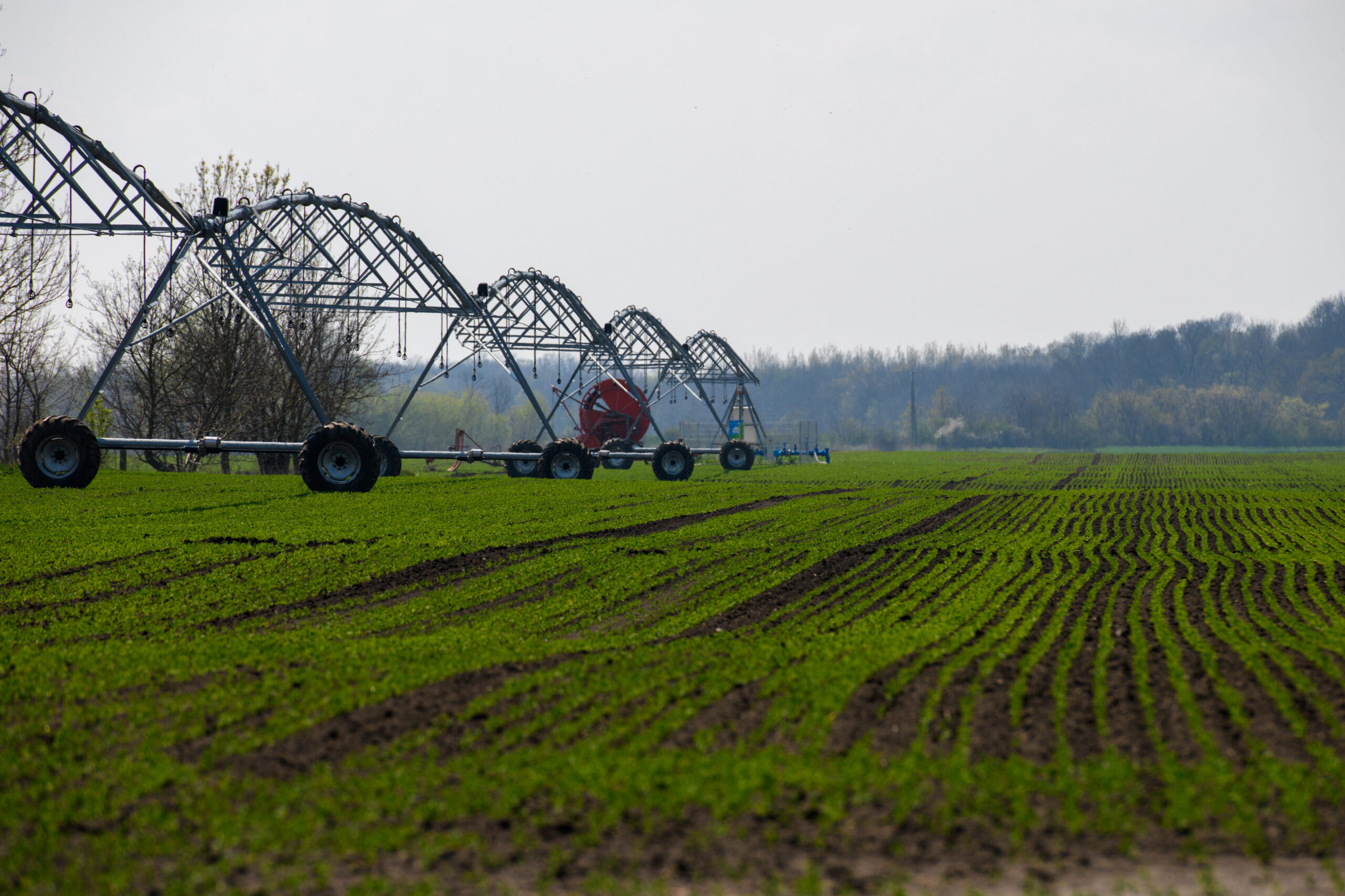 zöldborsó öntözés harta
