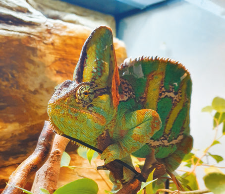 Hím sisakos kaméleon