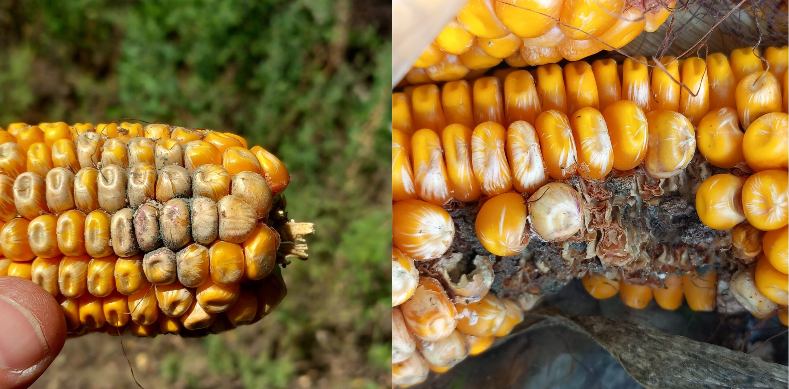 Balra Aspergillus flavus okozta fertőzés, jobbra Fusarium spp. kukoricában (Fotó: KITE Zrt.)