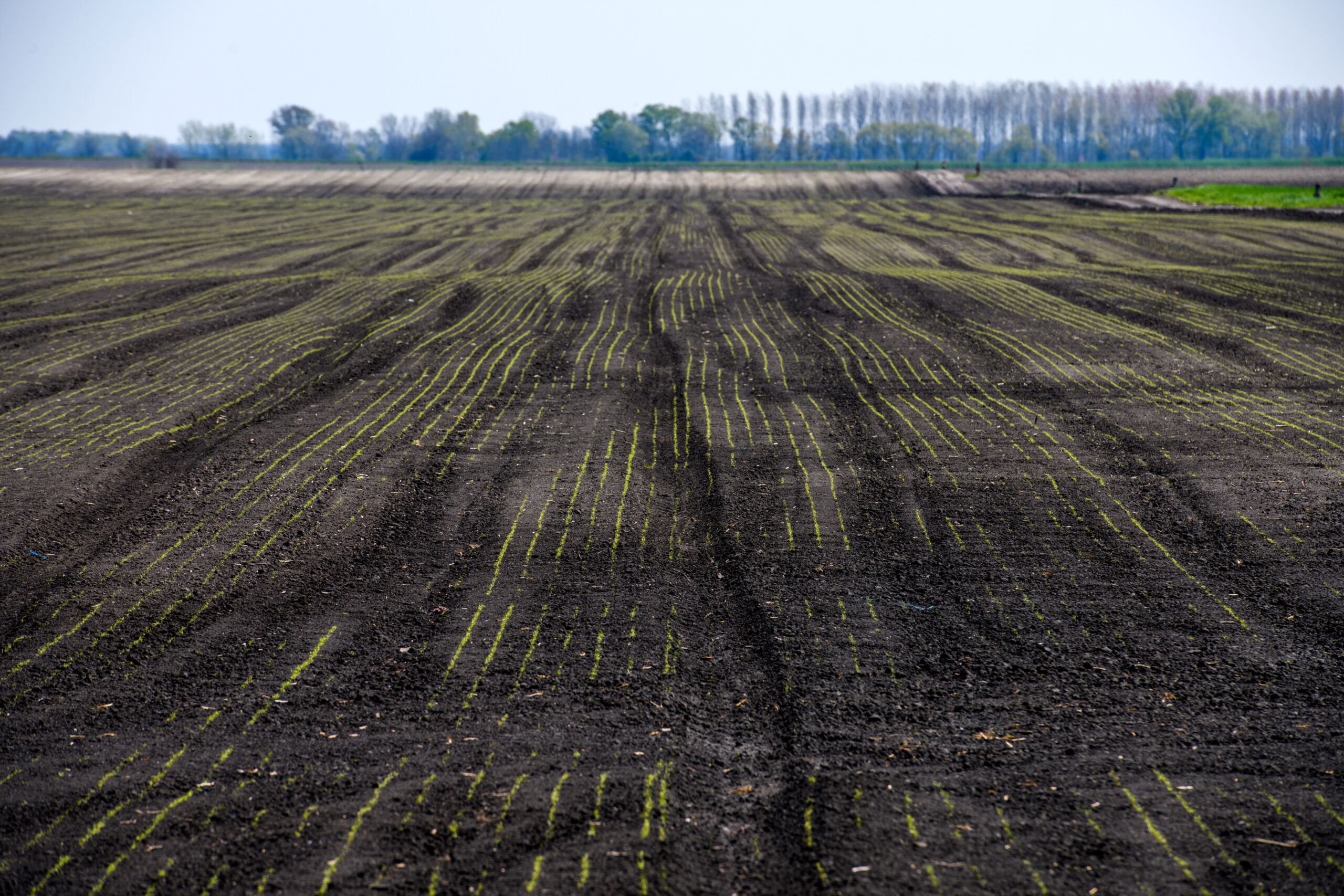 aszály szárazság öntötés