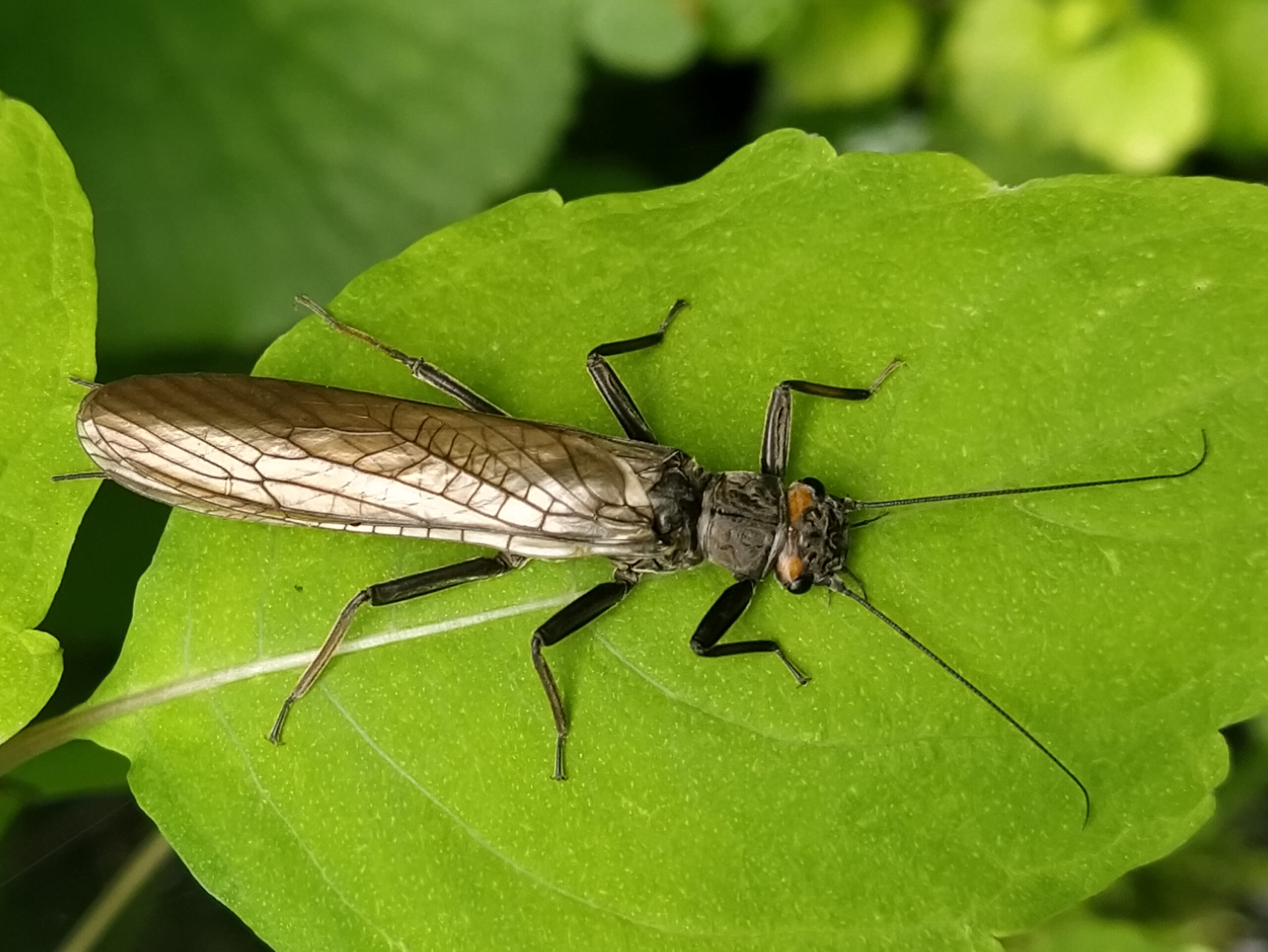 A Perla abdominalis nősténye