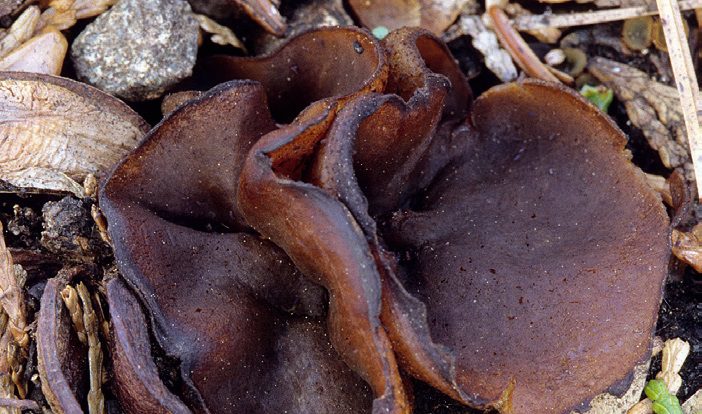 A nyáron és kora ősszel termő barna csészegomba kalapjamindössze 2-4 cm-es