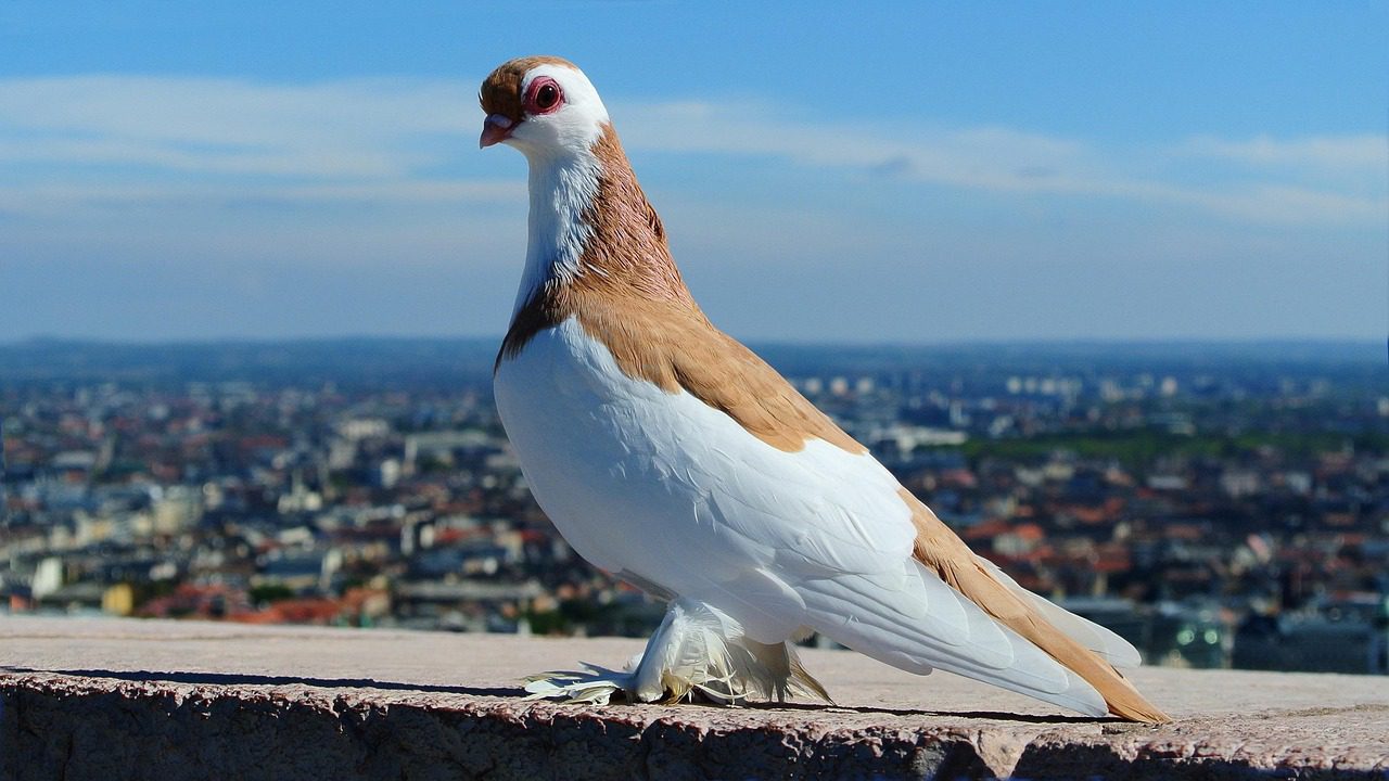 galamb budapesten