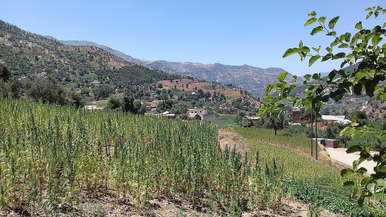 kannabisz ültetvény