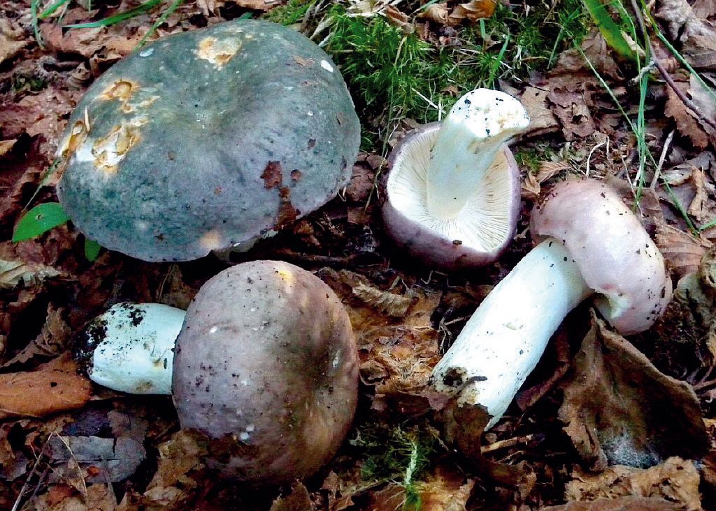 Gyakori faj a kékhátú galambgomba, ami lehet ibolyászöldvagy lilás is