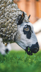 kerry hill birka legel