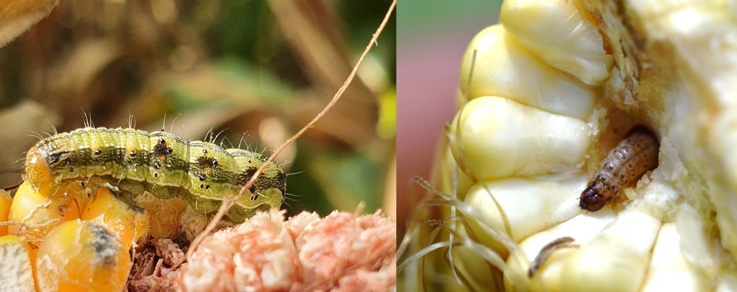 Gyapottok-bagolylepke és kukoricamoly lárvái kukoricacsőben (Fotó: KITE Zrt.)