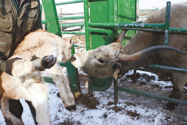 Mesterséges dajkásítás: szoptatás előtt a tehénnel megszagoltatjukaz idegen borjút