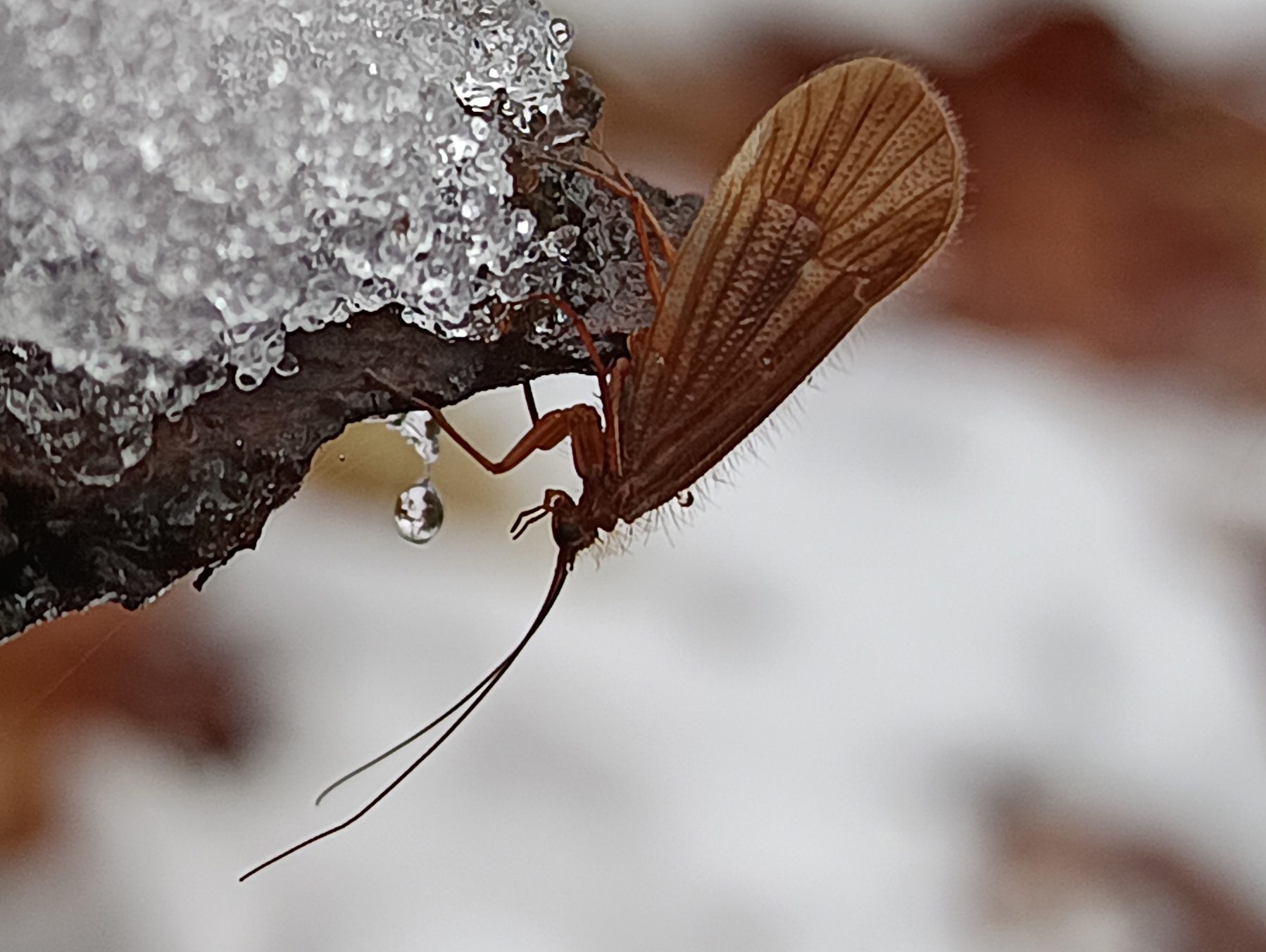 Néha még januárban is látni őszi tegzest kiszáradás