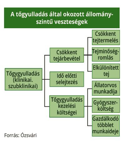 tőgy gyulladás tehén szarvasmarha