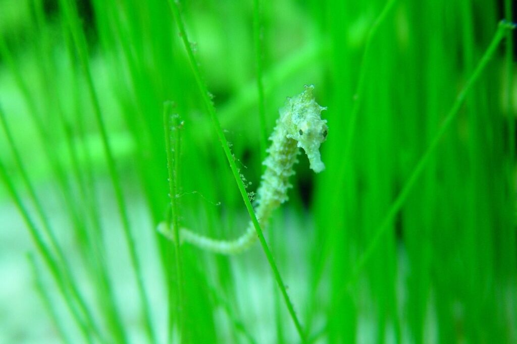 csikóhal tengerifű