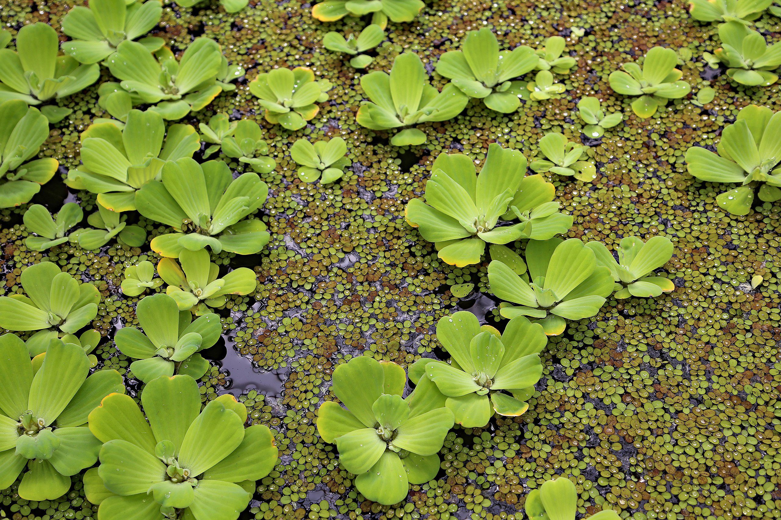 invazív növény, vízisaláta, Pistia stratiotes (Fotó: Wikimedia Commons, W. Bulach)
