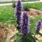 Az ánizsizsóp (Agastache sp.) levele és virága egyaránt jó gyógynövényes üdítőital alapanyagának